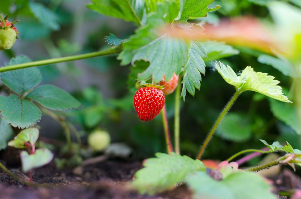 Rien de meilleur que des fraises du jardin bio, à déguster directement sans modération !