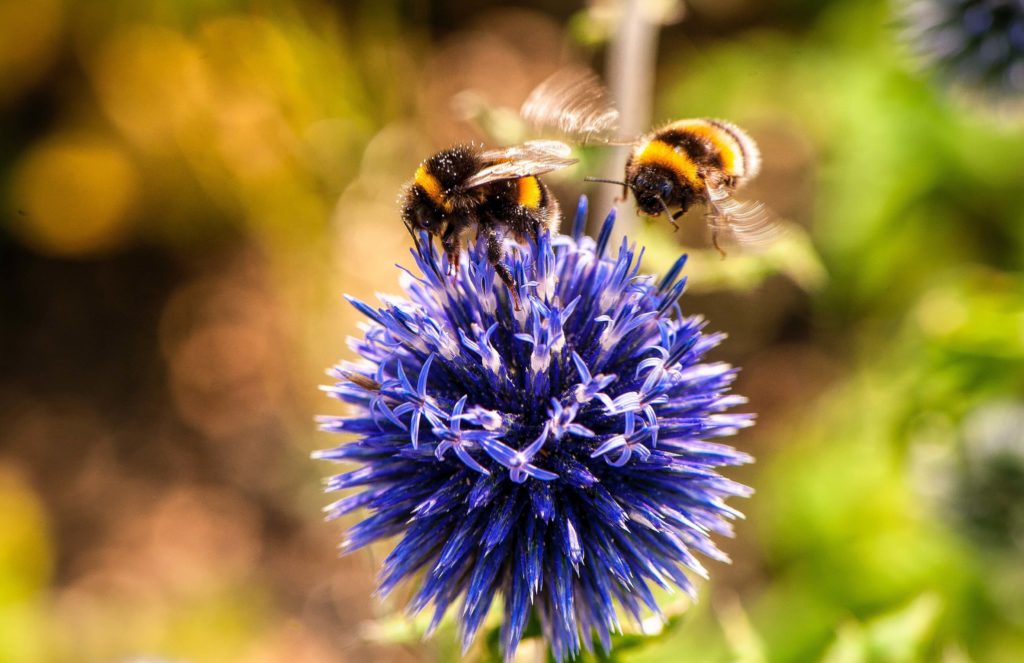 Les abeilles, comme tous les insectes sont indispensables à notre survie. leur extinction pourrait accélérer l'effondrement de la civilisation