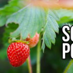 Créer son mini potager