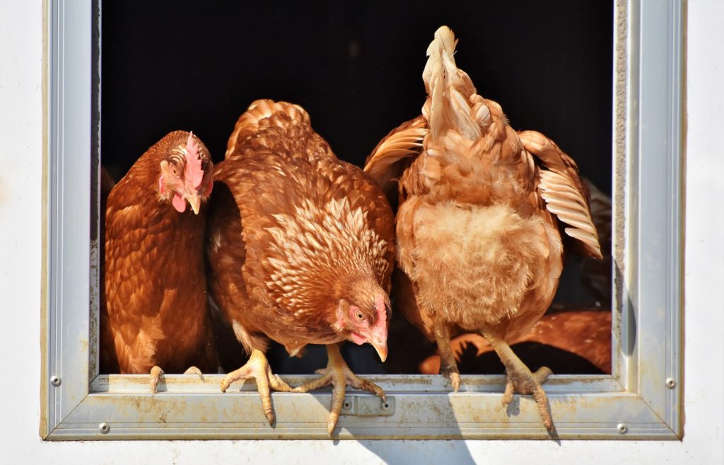 Les  poules et autres volailles apportent des oeufs et de la viande, très précieux en cas de pénuries alimentaires 