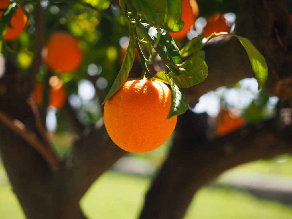 Les arbres fruitiers sont une source de nourriture intéressante et demandant peu d'entretien 