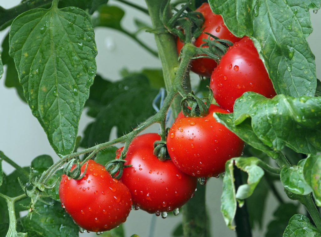 Plants de tomate montées sur tuteur pour optimiser le rendement en surface du jardin potager