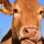 L'Agriculture Intensive: Un Problème Moderne