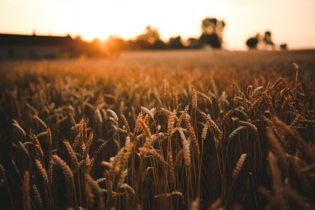 Champ de blé et levé du soleil