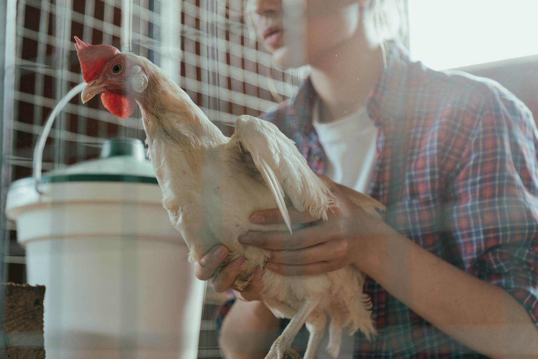 lever-des-poulets-pour-la-premi-re-fois-dans-votre-jardin-7-conseils