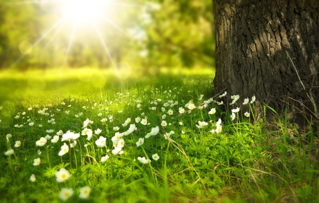 Le pied d'un arbre où se trouve des fleurs, éclairées par le soleil. 