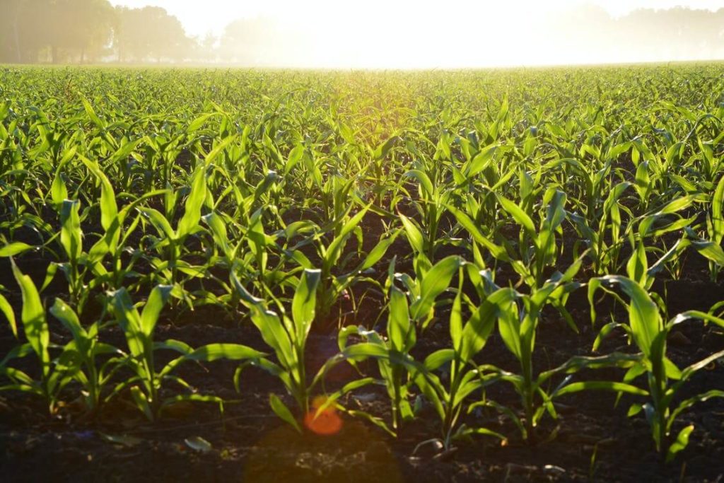 Photo d'un champ de maïs en plein soleil pour illustrer l'agriculture et le changement climatique
