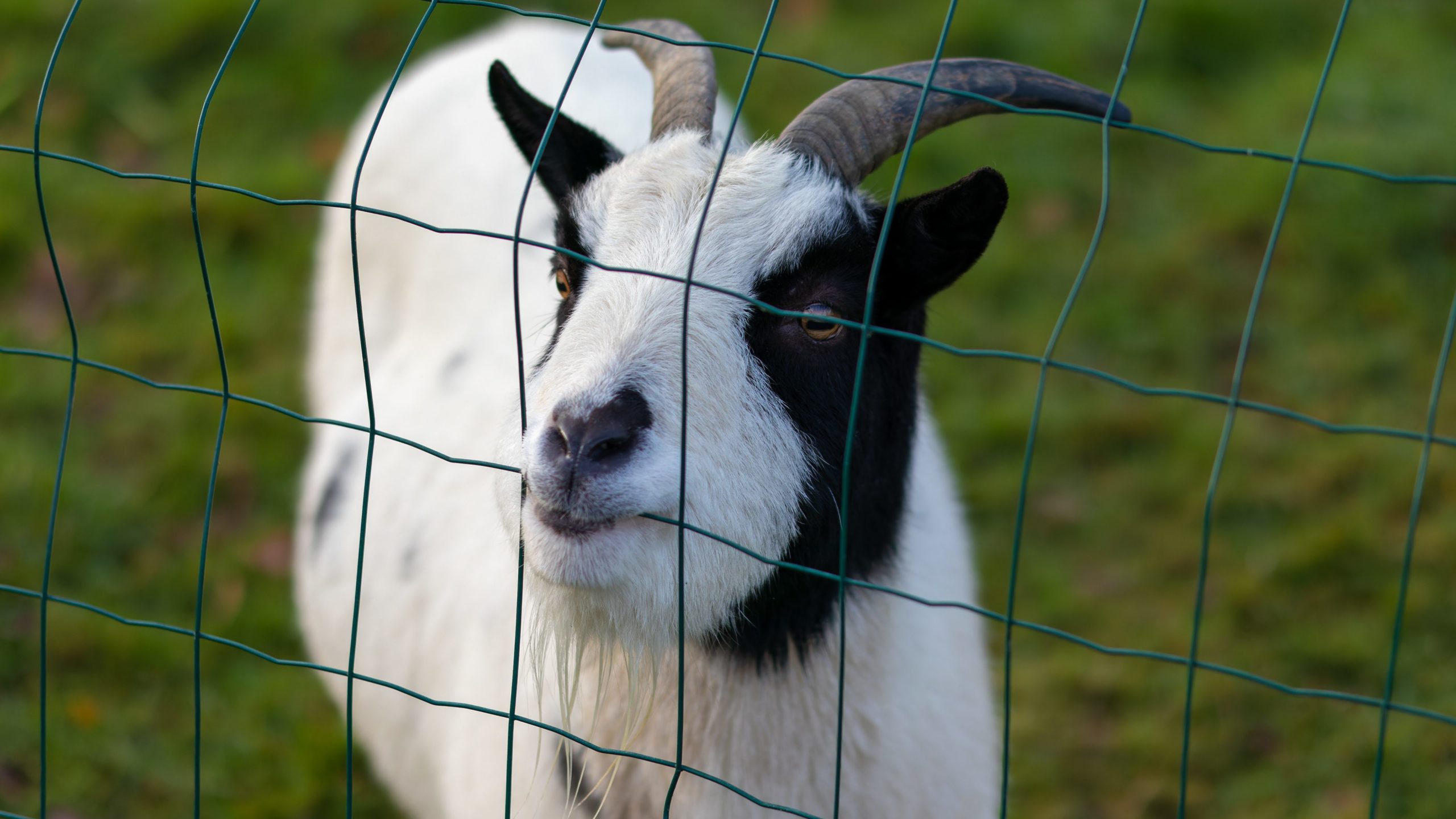 Chèvre mordillant une clôture en filet.