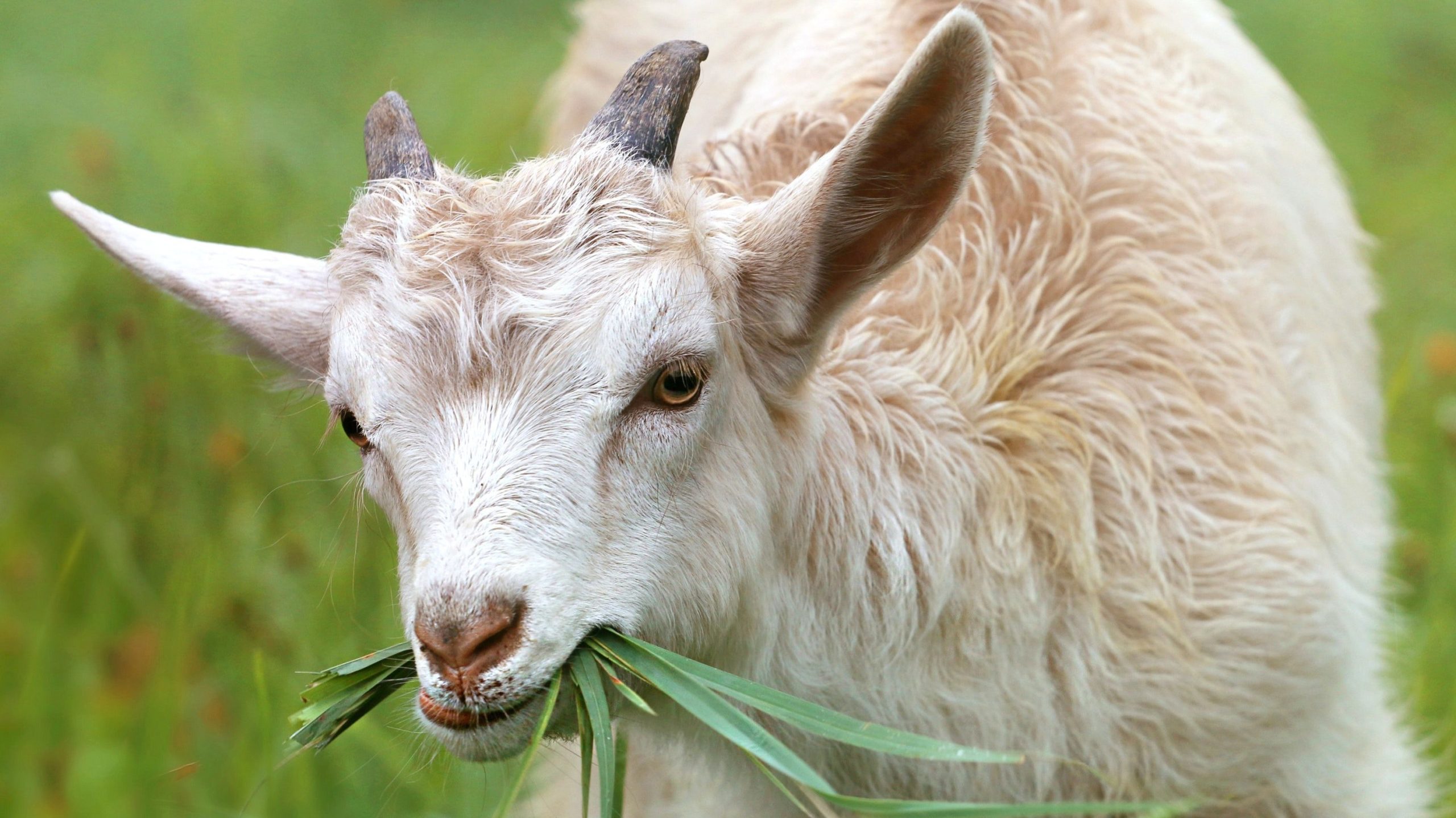 Chèvre blanche mangeant de l'herbe.
