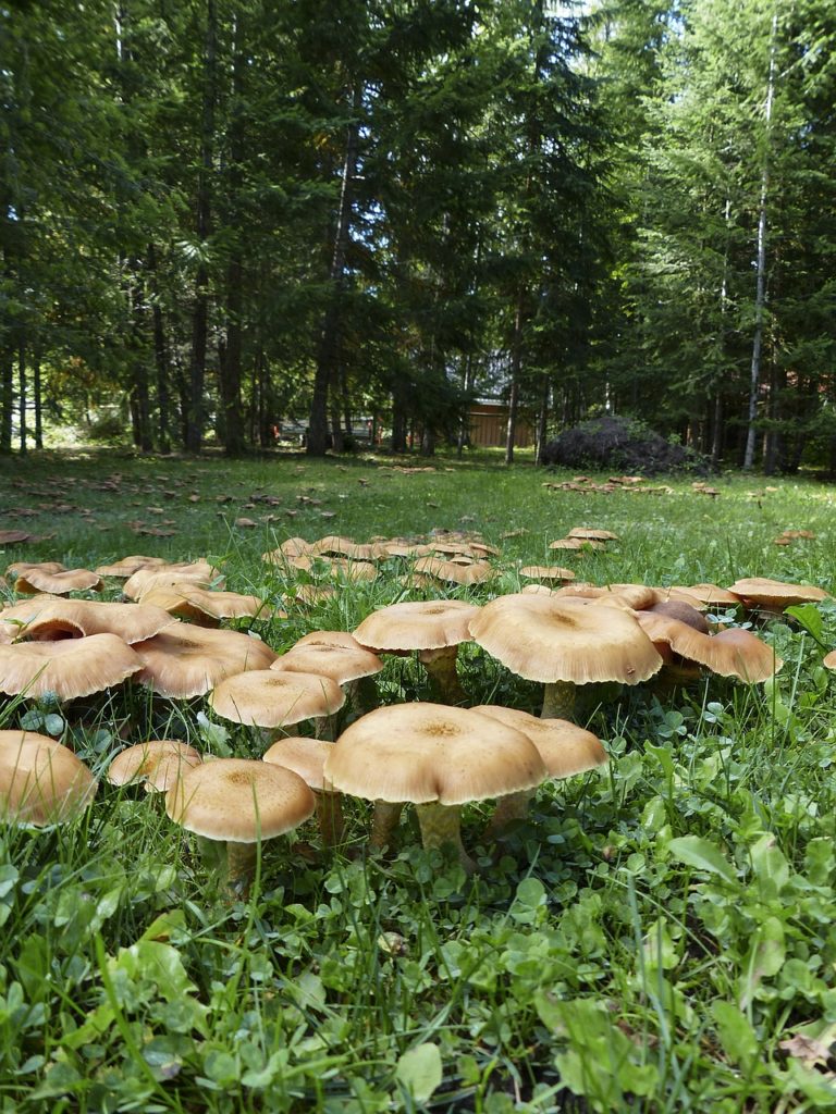 Des champignons sauvages, une ressource naturelle précieuse que l'on peut trouver dans son environnement immédiat