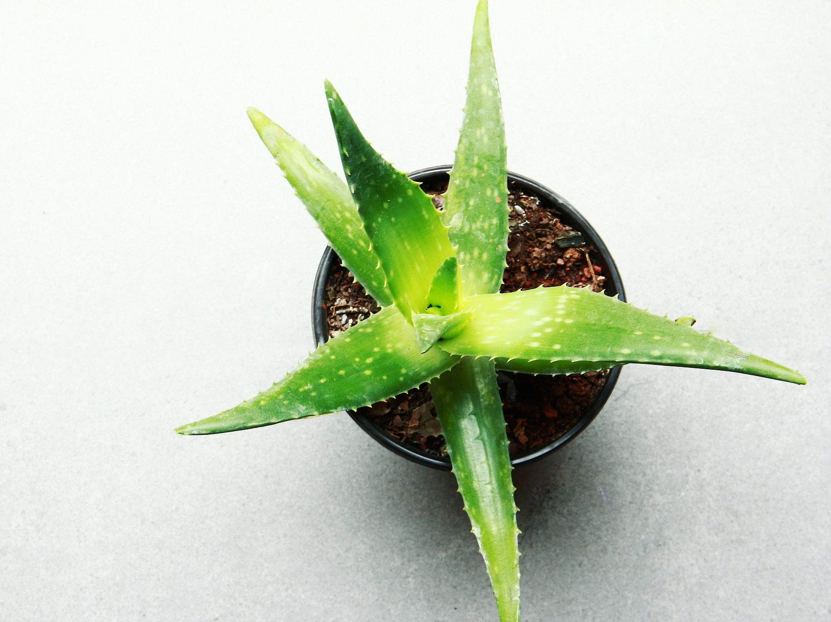 Aloe vera, herbe facile à faire pousser en intérieur