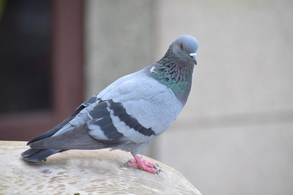 communiquer sans téléphone ni internet grâce aux pigeons voyageurs