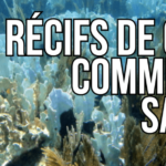 Récifs de Coraux : Une Idée Controversée Pour Les Sauver