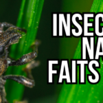 Insecticide naturel fait maison