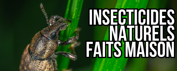 Insecticide naturel fait maison