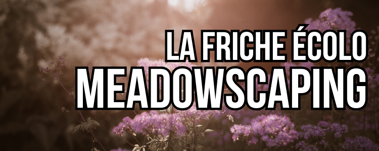 meadowscaping jardin en friche
