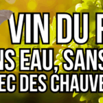 vin du futur sans eau sans chimie et avec des chauves souris