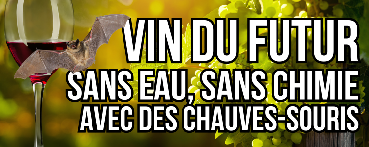 vin du futur sans eau sans chimie et avec des chauves souris