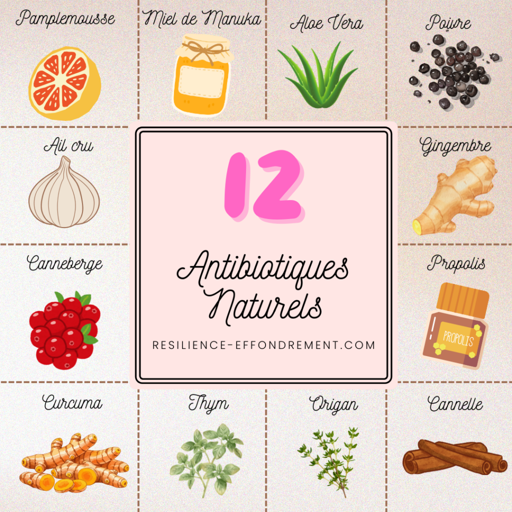 12 Antibiotiques Naturels : pamplemousse, miel de manuka, aloe vera, poivre, ail cru, gingembre, canneberge, propolis, thym, origan, cannelle