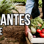 Les plantes à cultiver en cas de crise