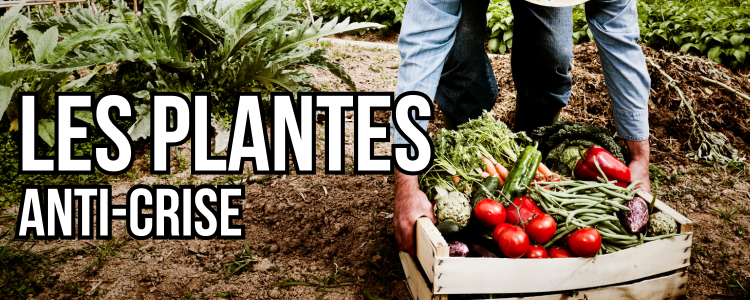 Les plantes à cultiver en cas de crise