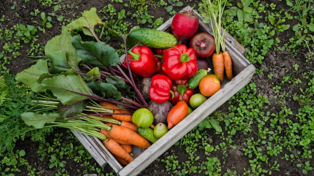 potager de survie, plantes anti crise à cultiver