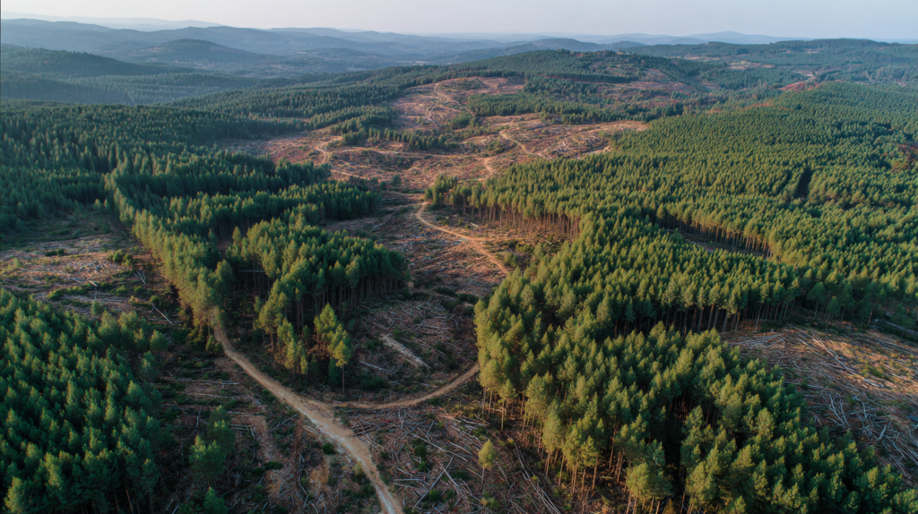 vue aerienne d'une forêt de pins exploitée pour son bois